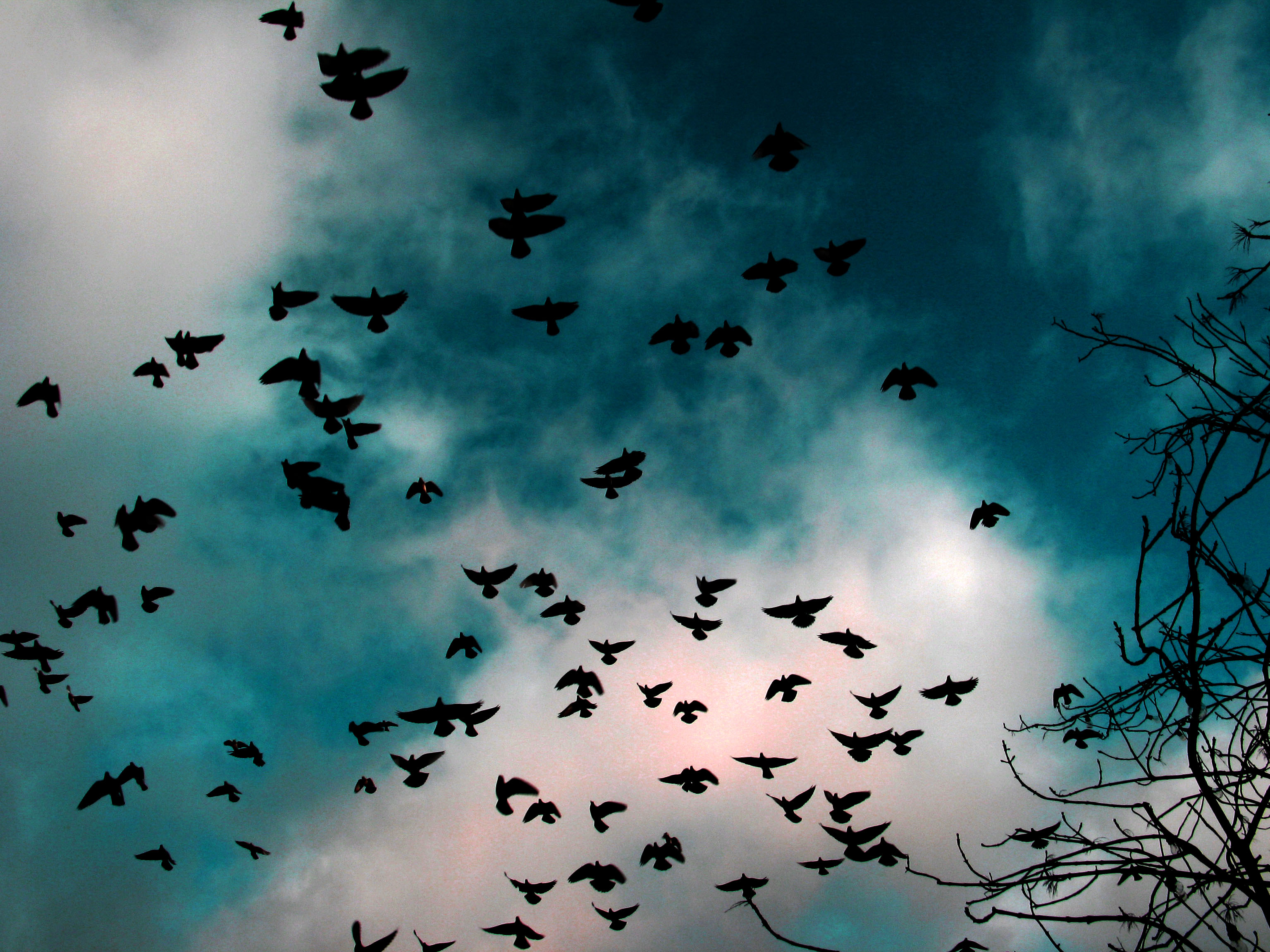 birds_by_strykmig.jpg