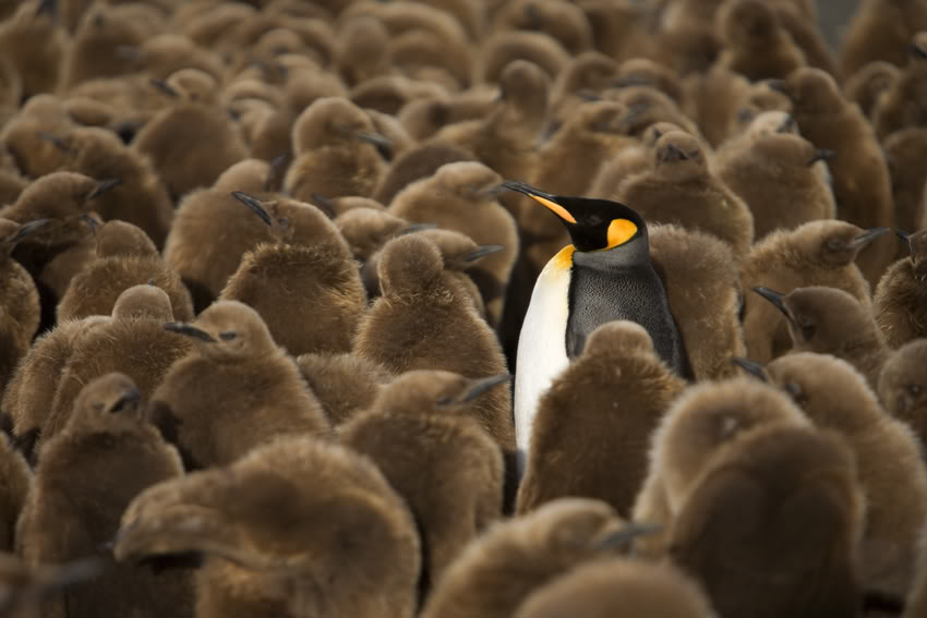 Baby-penguins.jpg