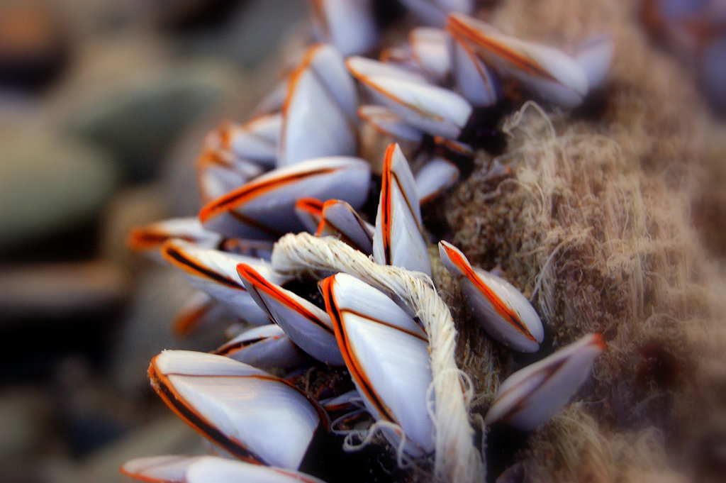 Des moules pour le 8 de septembre