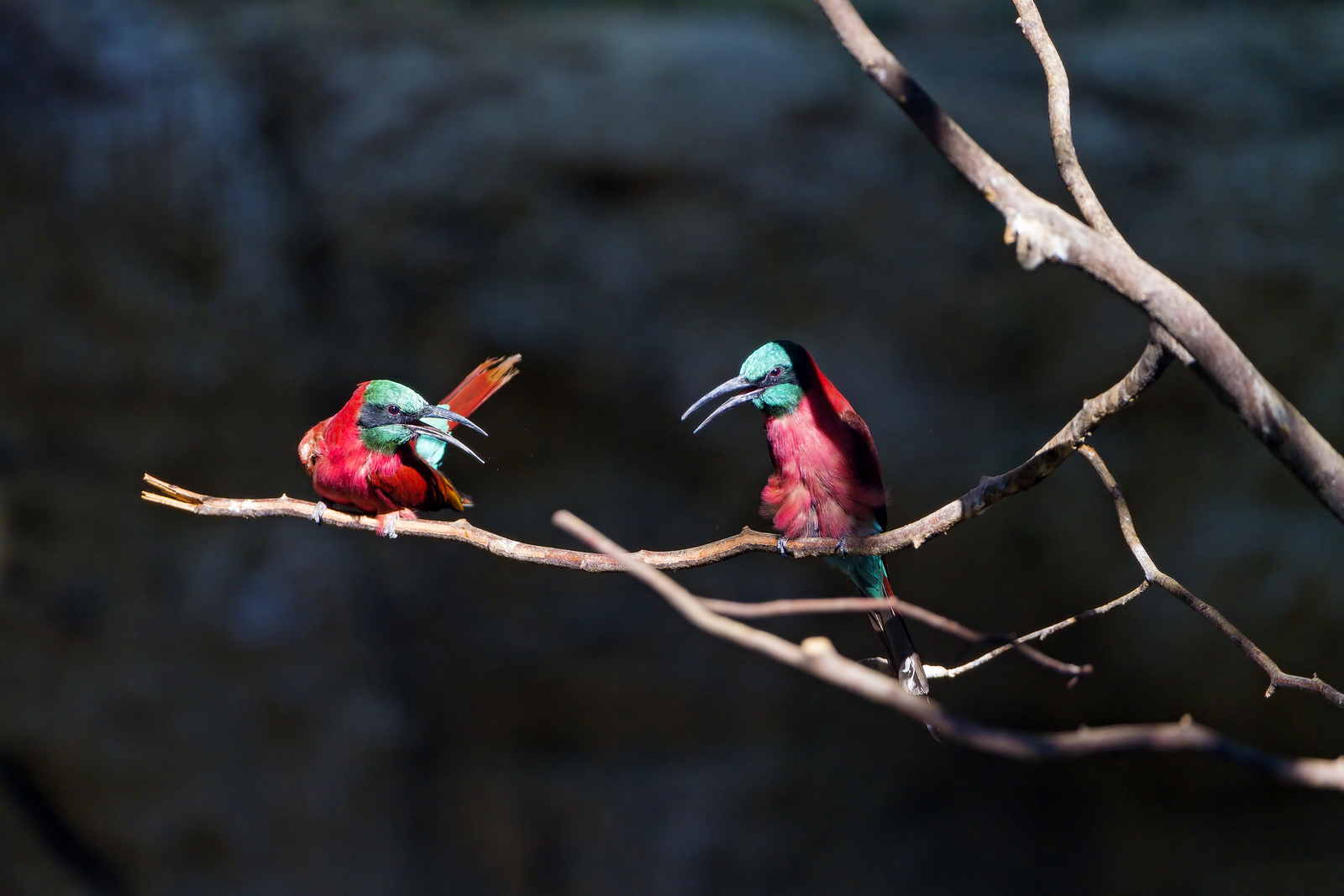 bird-8237842664_24f6a15caa_h.jpg