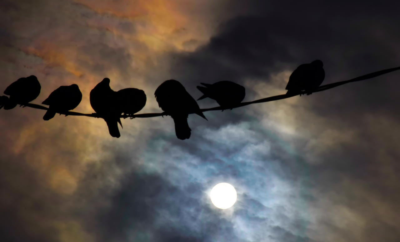 blackbirds-_dsc0066__19__by_placi1_dec3zi2-fullview.jpeg, janv. 2021