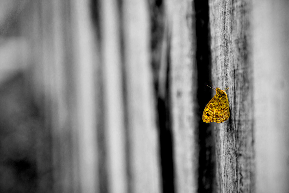 butterfly.jpg