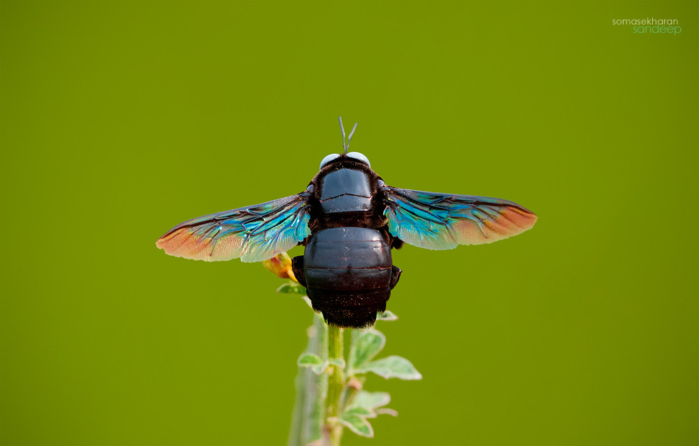 carpenter-bee.jpg