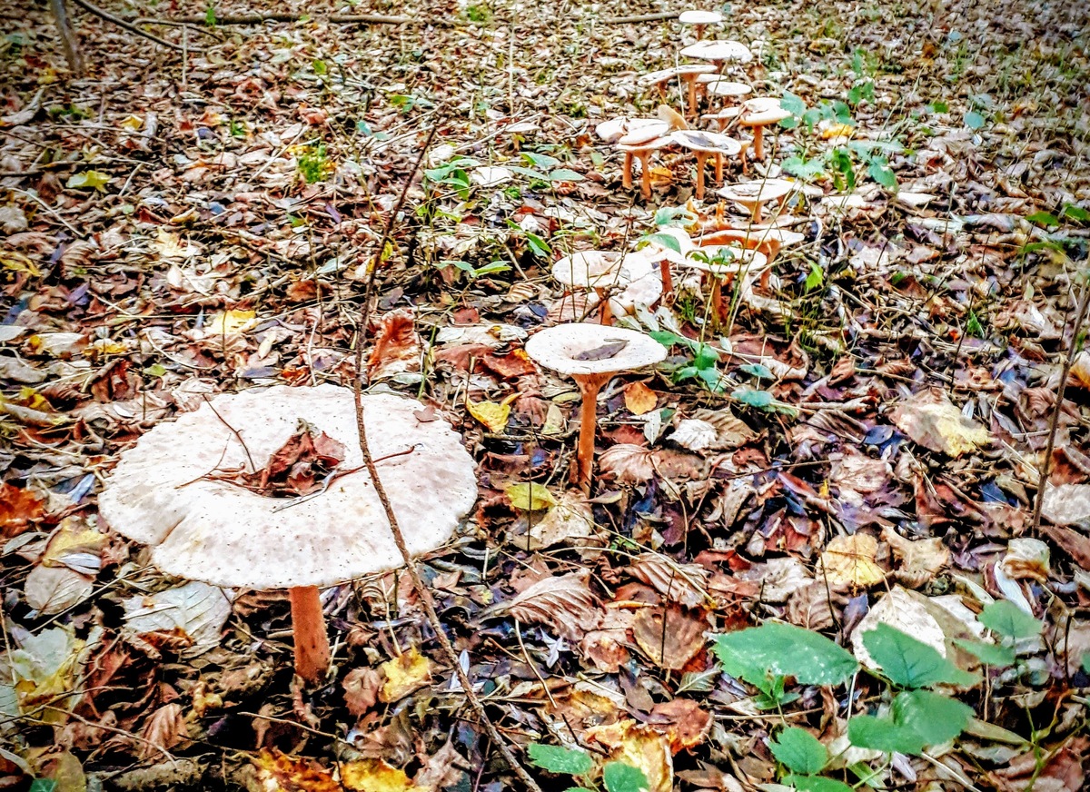 champignons.jpg, sept. 2021
