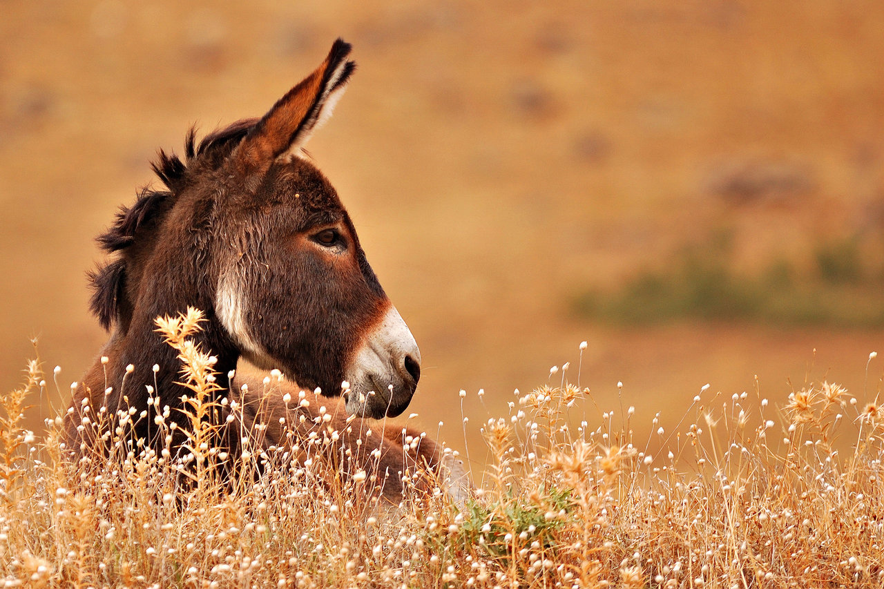 donkey_by_itan14-d1qd9tv.jpg
