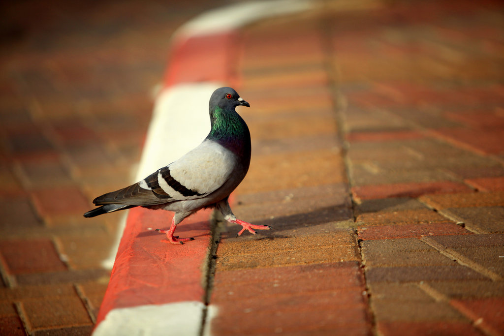 Un pigeon