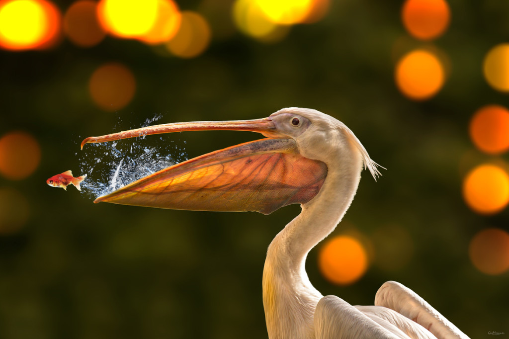 fish-pelican-second-chance-1024x682.jpg