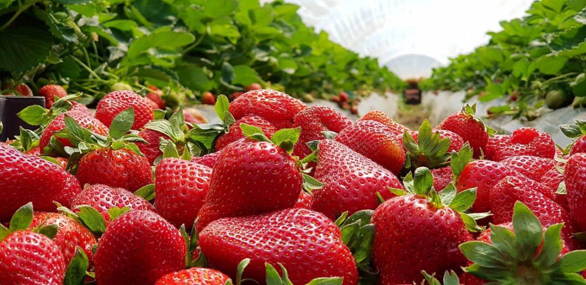 Des fraises