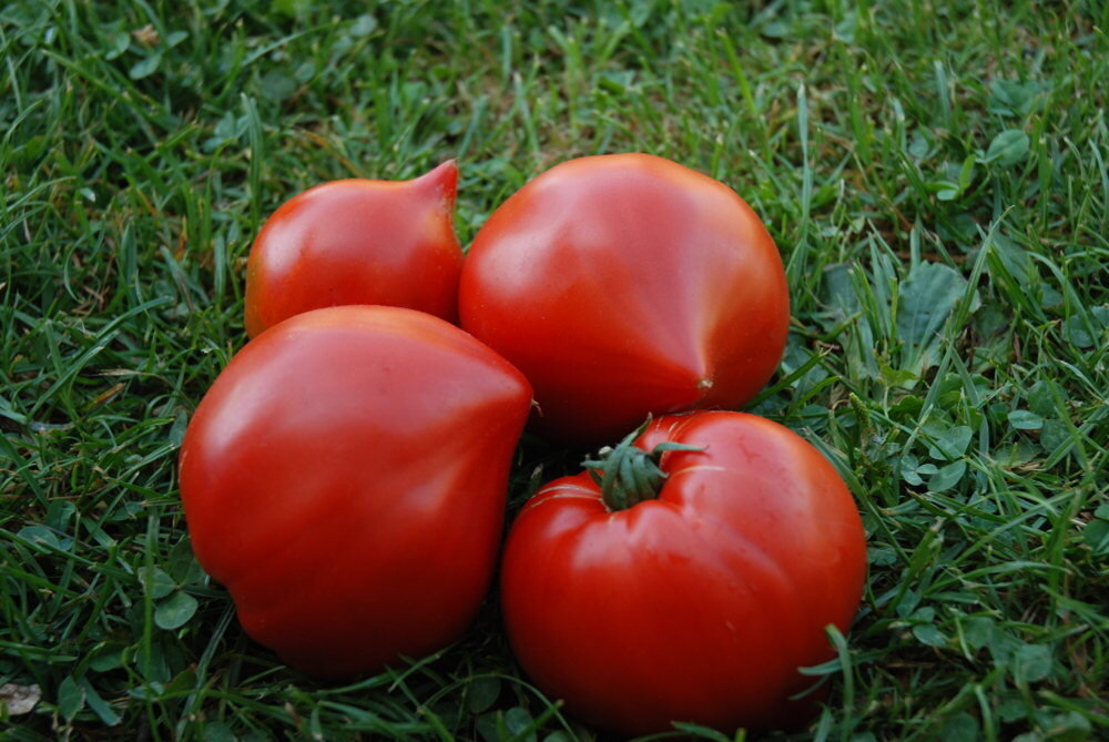 tomate. variété : têton de vénus