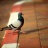 elegant_pigeon_by_yoniks-d3h98m2.jpg