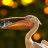 fish-pelican-second-chance-1024x682.jpg
